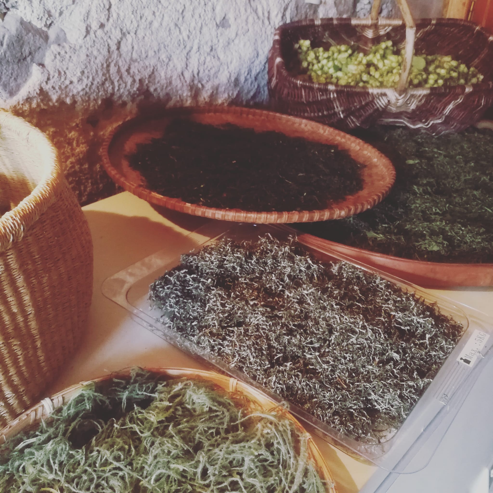 Plateaux présentant une variété de plantes à fumer disponibles chez Fleur de Merlin, offrant une sélection naturelle pour une expérience de fumée personnalisée.