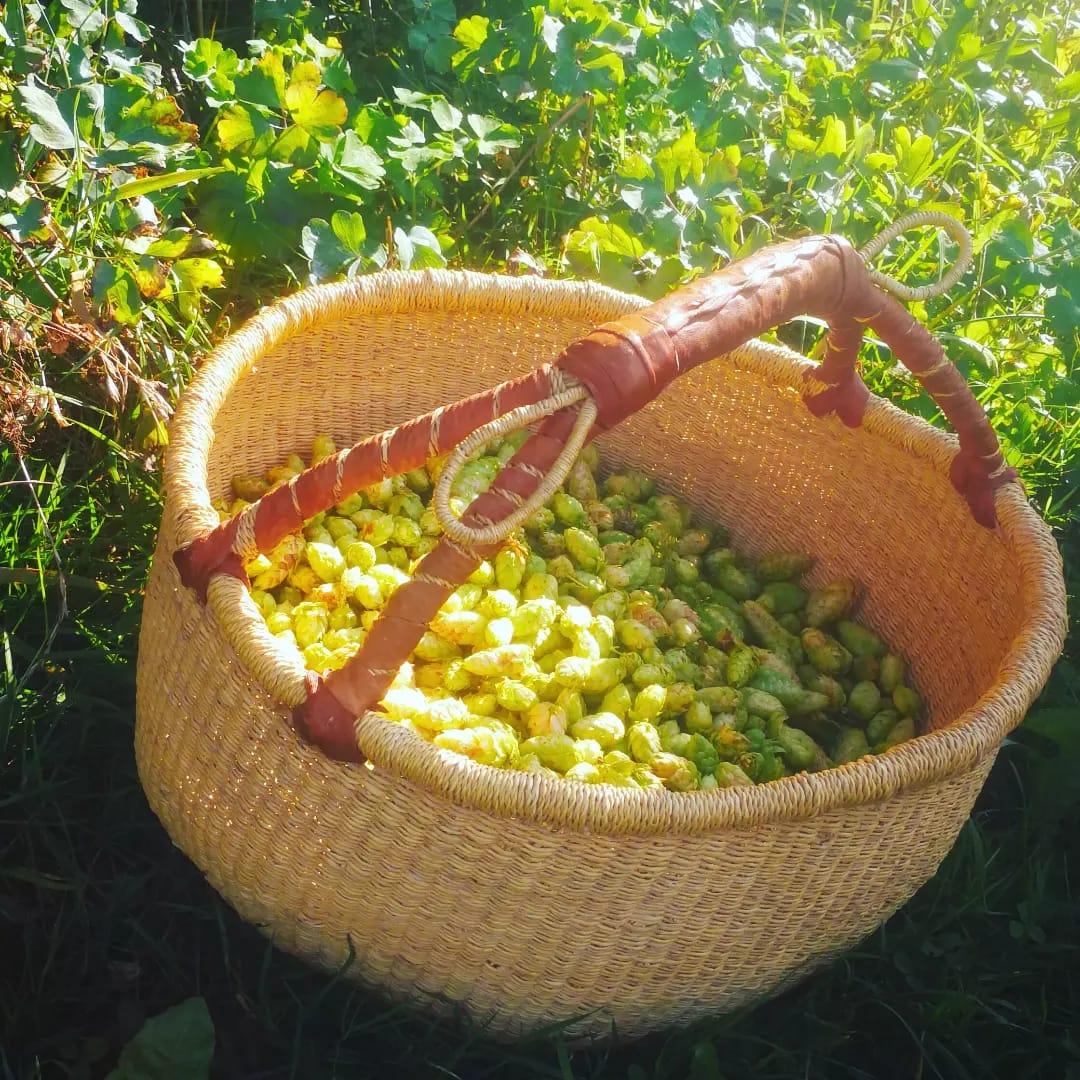 Panier rempli de fleurs de houblon fraîchement cueillies, prêtes à être transformées en alternative naturelle au tabac. Produit disponible chez Fleur de Merlin.